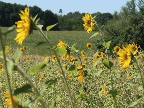 Sonnenblumen Sonnenblumen.jpg